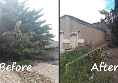 Tree Service
